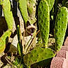 cat, siamese_cat, cactus, green, plants, outdoor, sunlight, garden, nature, desert, collar, pet, animal, feline, leaf, sand, bricks, shadow, closeup, daylight