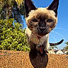 Stella is registered to the contest to win money with this photo: cat, siamese_cat, animal, pet, whiskers, outdoor, blue_sky, greenery, tree, sunlight, shadow, texture, wall, collar, tag, closeup, curious, ears, tail, nature