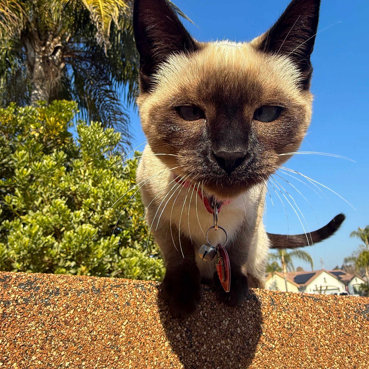 Stella