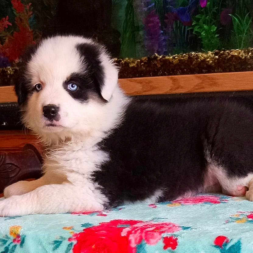 Smudge is registered to the contest to win money with this photo: animal, aquarium, black_and_white, blue_eyes, close_up, cute, dog, domestic, floral_blanket, fluffy, fur, indoor, lying_down, pet, plants, portrait, puppy, table, wooden_furniture, young