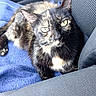 cat, tortoiseshell_cat, feline, pet, animal, sitting, portrait, green_eyes, ears, whiskers, fur, black_fur, orange_fur, blue_blanket, car_interior, car_seat, close_up, indoor, alert, cute
