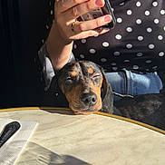 Blue participe au concours pour gagner de l'argent avec cette photo : dog, sleepy, table, sunlight, person, hand, phone, polka_dot, shirt, ring, nap, resting, indoor, shadow, jeans, casual, closeup, pet, cute, relaxation
