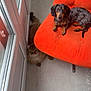 Blue a rejoint le concours — aidez-le/la à gagner de superbes lots ! dog, dachshund, cat, tabby_cat, orange_chair, indoor, floor, window, pet, furniture, curious, fur, relaxed, looking_at_camera, cozy, domestic, companion, small_dog, long_body, fluffy_cat