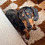 Blue a rejoint le concours — aidez-le/la à gagner de superbes lots ! dog, dachshund, pet, carpet, brown, black, merle, fur, ears, eyes, looking_up, indoor, cozy, floor, texture, animal, mammal, cute, companion, home