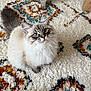 cat, fluffy, blue_eyes, pet, indoor, carpet, patterned_rug, feline, cute, whiskers, domestic_animal, animal, looking_up, soft_fur, floor, home, close_up, sitting, adorable, young