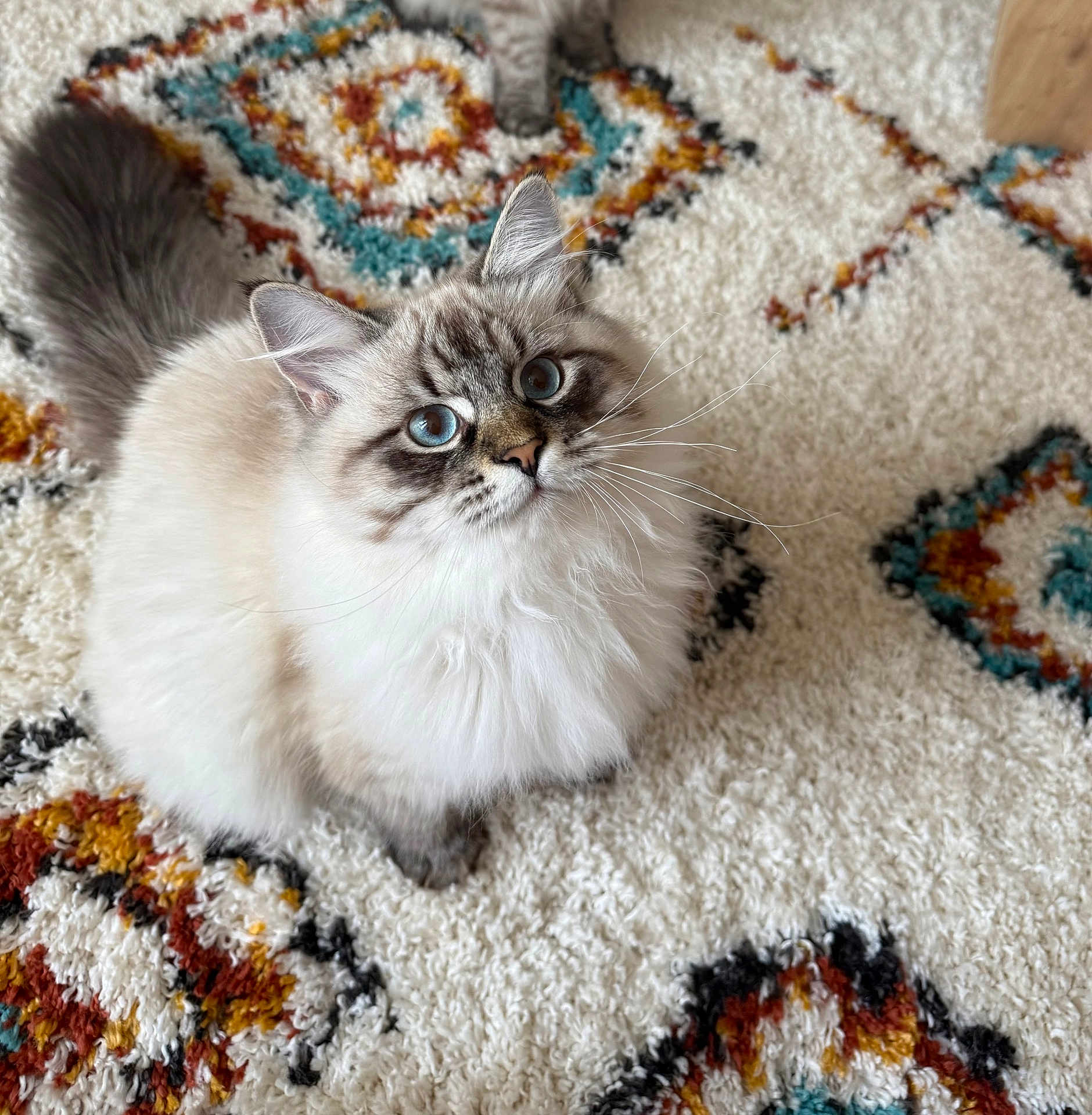 Django participe au concours pour gagner de l'argent avec cette photo : cat, fluffy, blue_eyes, pet, indoor, carpet, patterned_rug, feline, cute, whiskers, domestic_animal, animal, looking_up, soft_fur, floor, home, close_up, sitting, adorable, young
