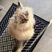 Django a rejoint le concours — aidez-le/la à gagner de superbes lots ! cat, blue_eyes, fluffy, sitting, mat, black_mat, patterned_mat, curious, looking_up, indoor, tile_floor, pet, feline, whiskers, soft_fur, domestic_animal, animal, cute, companion, portrait