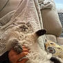 Django participe au concours pour gagner de l'argent avec cette photo : cat, fluffy, relaxing, blanket, hand, cozy, couch, indoor, pet, sleeping, comfort, furry, cute, domestic, resting, paw, soft, calm, home, animal