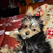 Coco Chanel is registered to the contest to win money with this photo: puppy, dog, pet, animal, bed, blanket, fur, cute, indoor, cozy, sleepy, small_dog, fluffy, lying_down, looking_back, soft_focus, warm_lighting, ears, nose, eyes
