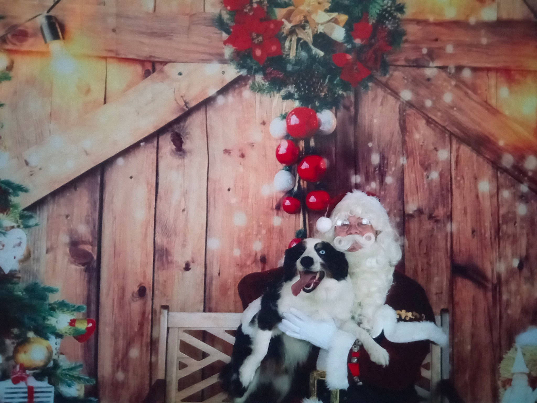 Waylon is registered to the contest to win money with this photo: christmas, christmas_decoration, christmas_ornament, companion_dog, event, fur, happy, hat, holiday, house, leaf, ornament, photograph, plant, red, snapshot, tree, twig, winter, wood