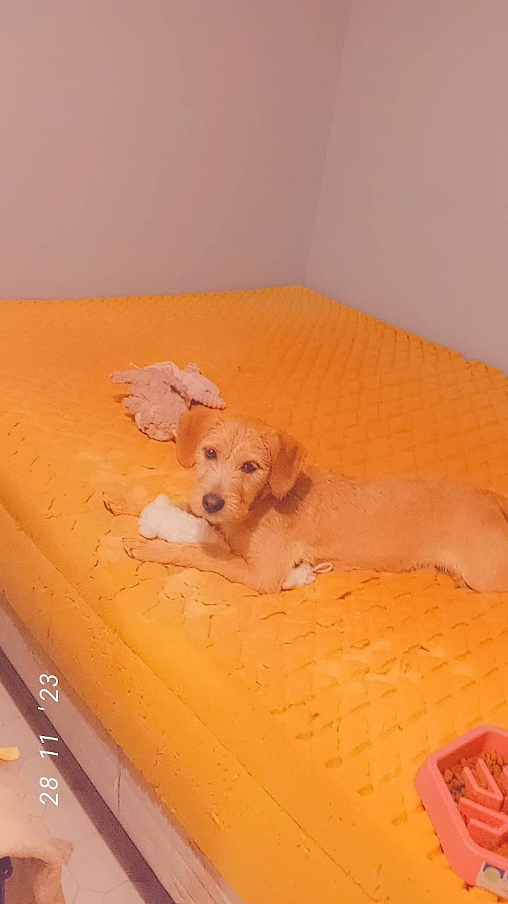 Harley is registered to the contest to win money with this photo: ball, canidae, carnivore, comfort, companion_dog, couch, dog, dog_breed, dog_supply, fawn, floor, flooring, hardwood, pet_supply, plywood, room, snout, sporting_group, toy_dog, wood