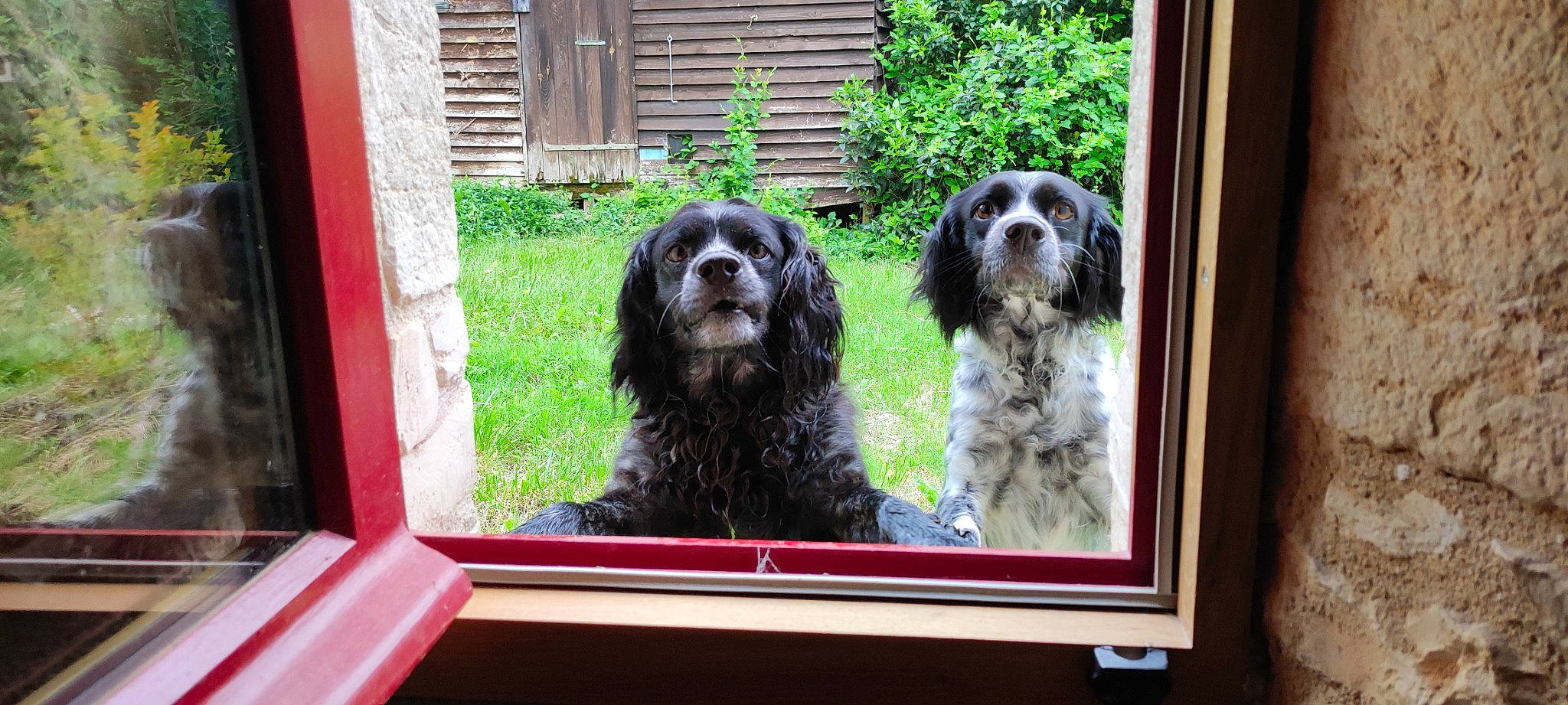 Nala Et Ruby participe au concours pour gagner de l'argent avec cette photo : canidae, carnivore, companion_dog, dog, dog_breed, door, fur, gun_dog, hunting_dog, liver, plant, snout, spaniel, sporting_group, terrestrial_animal, vertebrate, water_dog, window, working_animal, working_dog