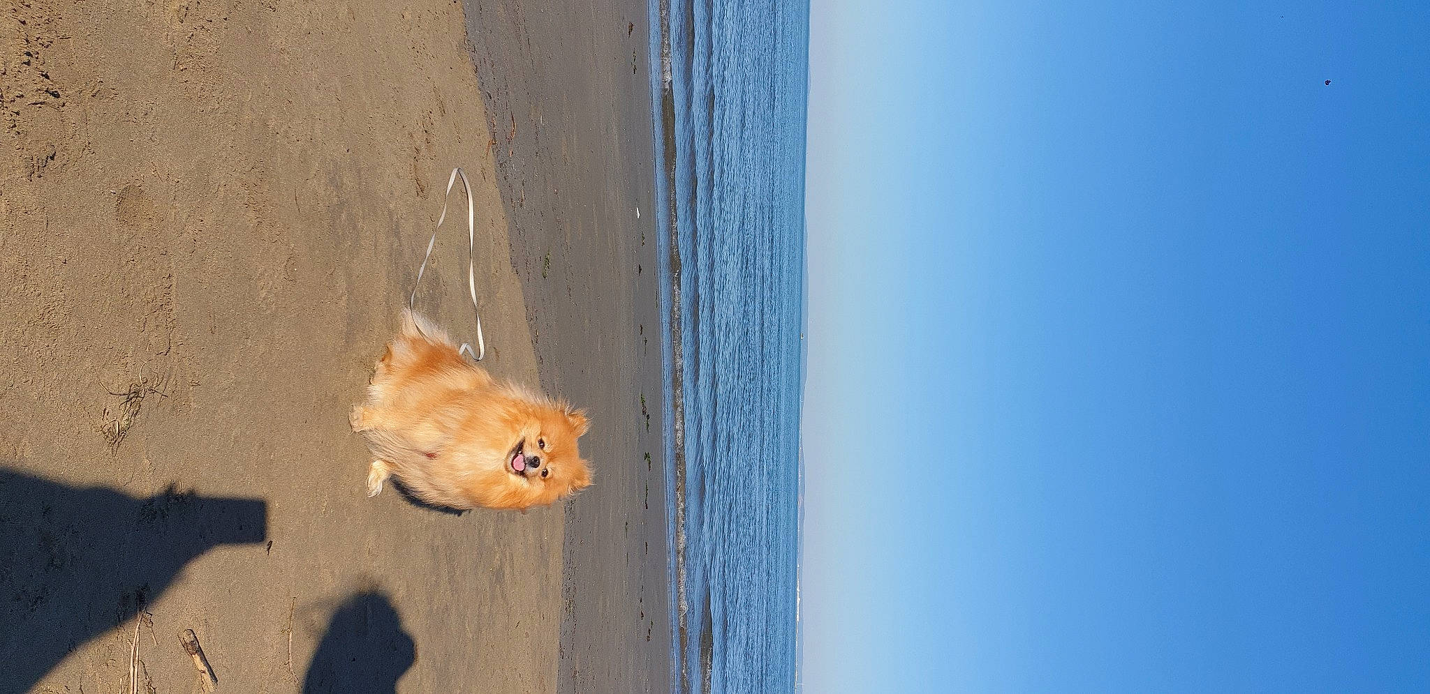 Maya participe au concours pour gagner de l'argent avec cette photo : beach, canidae, carnivore, dog_breed, fawn, felidae, fluid, lake, liquid, reflection, shadow, sky, small_to_medium_sized_cats, snout, sporting_group, tail, water, whiskers, window, wood