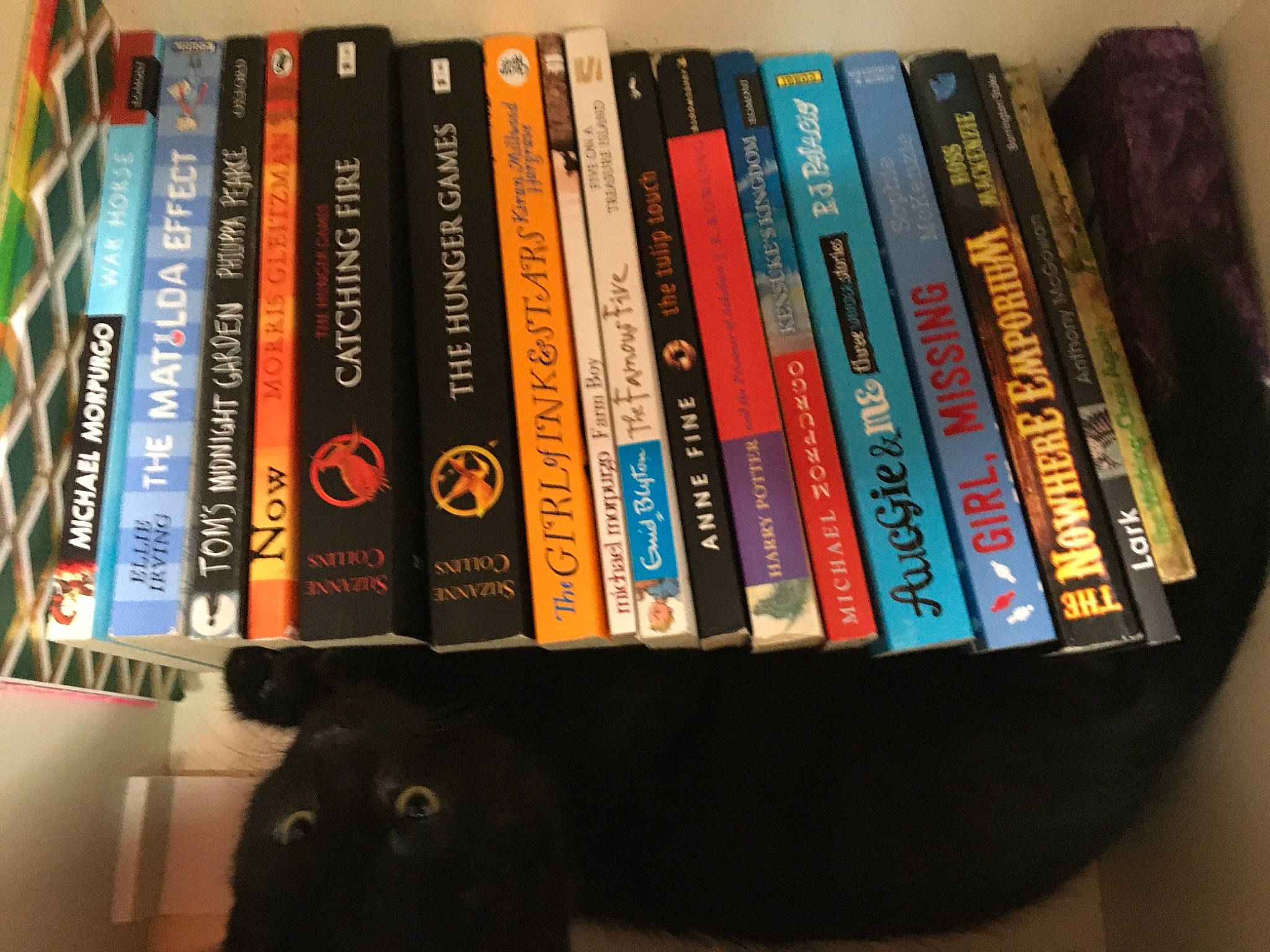 Malachi joined the competition — help win amazing prizes! bombay, book, book_cover, bookcase, carmine, carnivore, cat, collection, felidae, font, gadget, material_property, publication, room, shelf, shelving, small_to_medium_sized_cats, whiskers, wood_stain