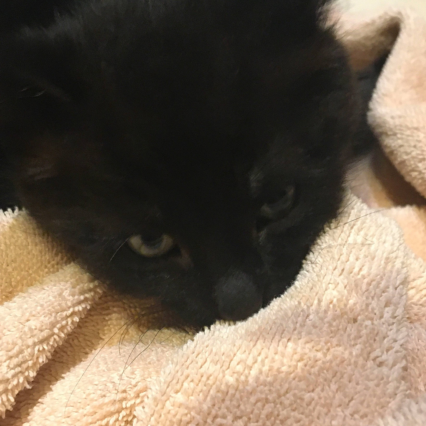 Malachi joined the competition — help win amazing prizes! black_cat, bombay, carnivore, cat, dog_breed, domestic_short_haired_cat, felidae, fur, small_to_medium_sized_cats, snout, tail, terrestrial_animal, tints_and_shades, whiskers