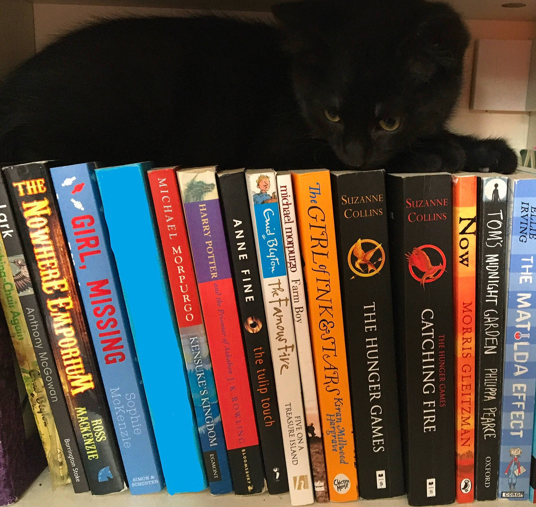 Malachi is registered to the contest to win money with this photo: book, book_cover, bookcase, bookselling, carnivore, cat, collection, felidae, fiction, font, gadget, library, material_property, publication, retail, room, self_help_book, shelf, shelving, small_to_medium_sized_cats