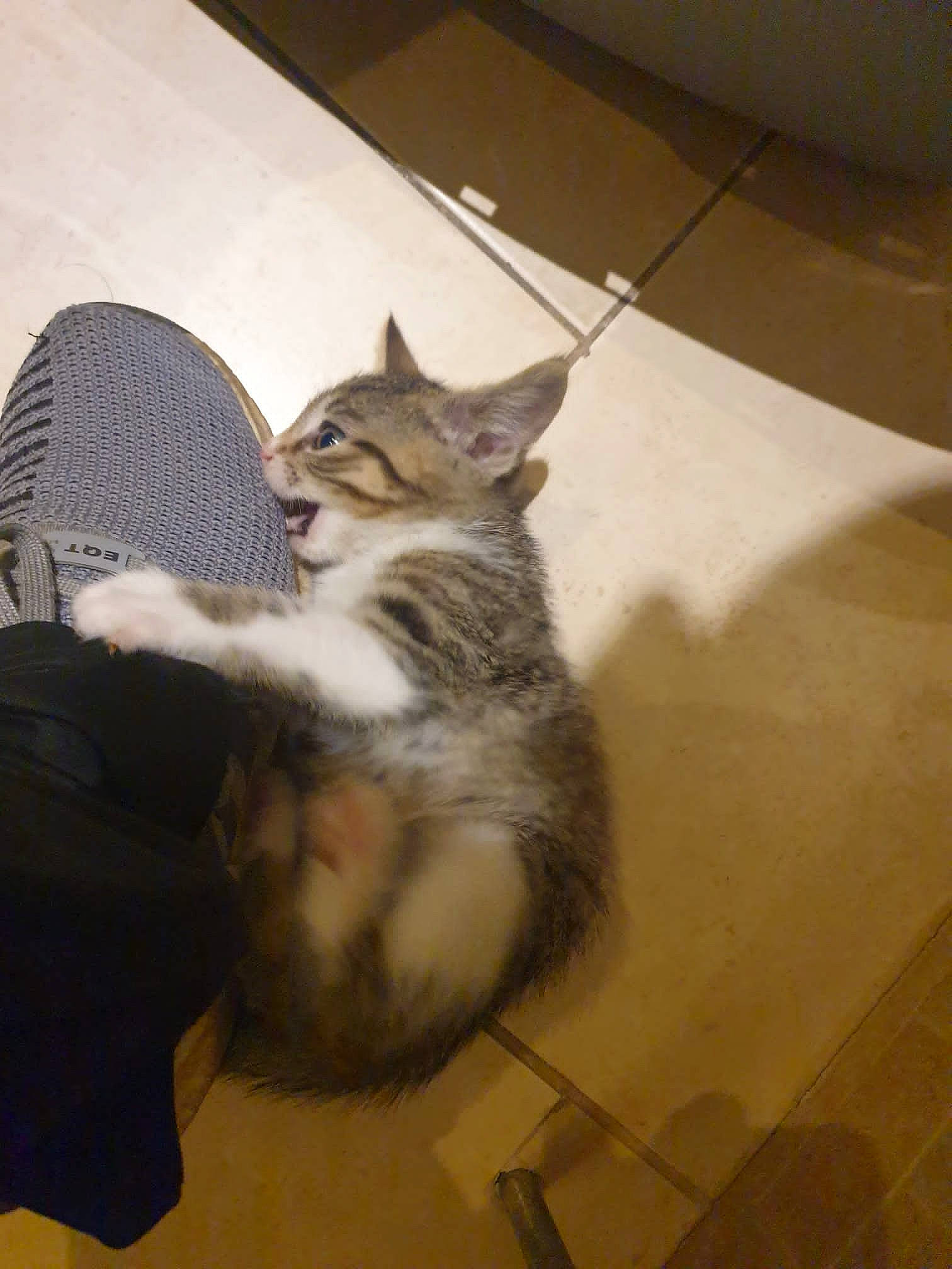 Chase is registered to the contest to win money with this photo: carnivore, cat, claw, comfort, domestic_short_haired_cat, felidae, flooring, fur, hardwood, human_leg, paw, shadow, sitting, small_to_medium_sized_cats, snout, tail, terrestrial_animal, tile_flooring, whiskers, wood