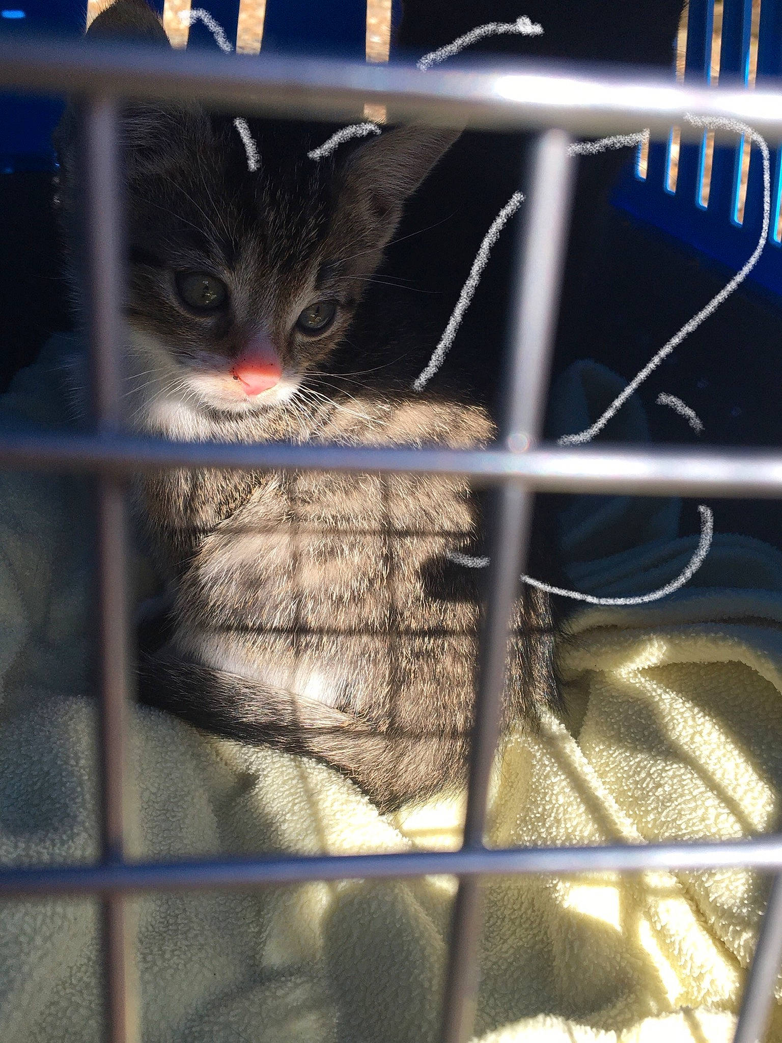 Chase is registered to the contest to win money with this photo: animal_shelter, cage, carnivore, cat, chain_link_fencing, domestic_short_haired_cat, felidae, fence, fur, mesh, metal, net, pet_supply, small_to_medium_sized_cats, snout, tail, whiskers, window, wire, wire_fencing