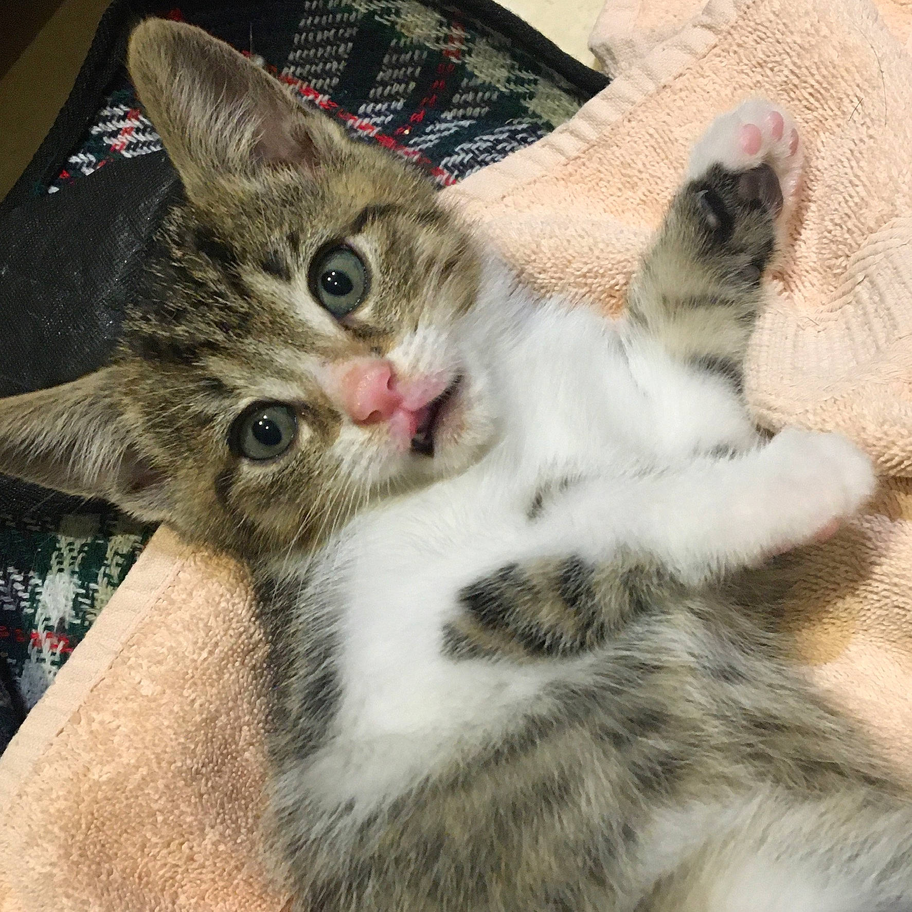 Chase joined the competition — help win amazing prizes! carnivore, cat, claw, comfort, domestic_short_haired_cat, felidae, fur, paw, small_to_medium_sized_cats, snout, square, tail, whiskers