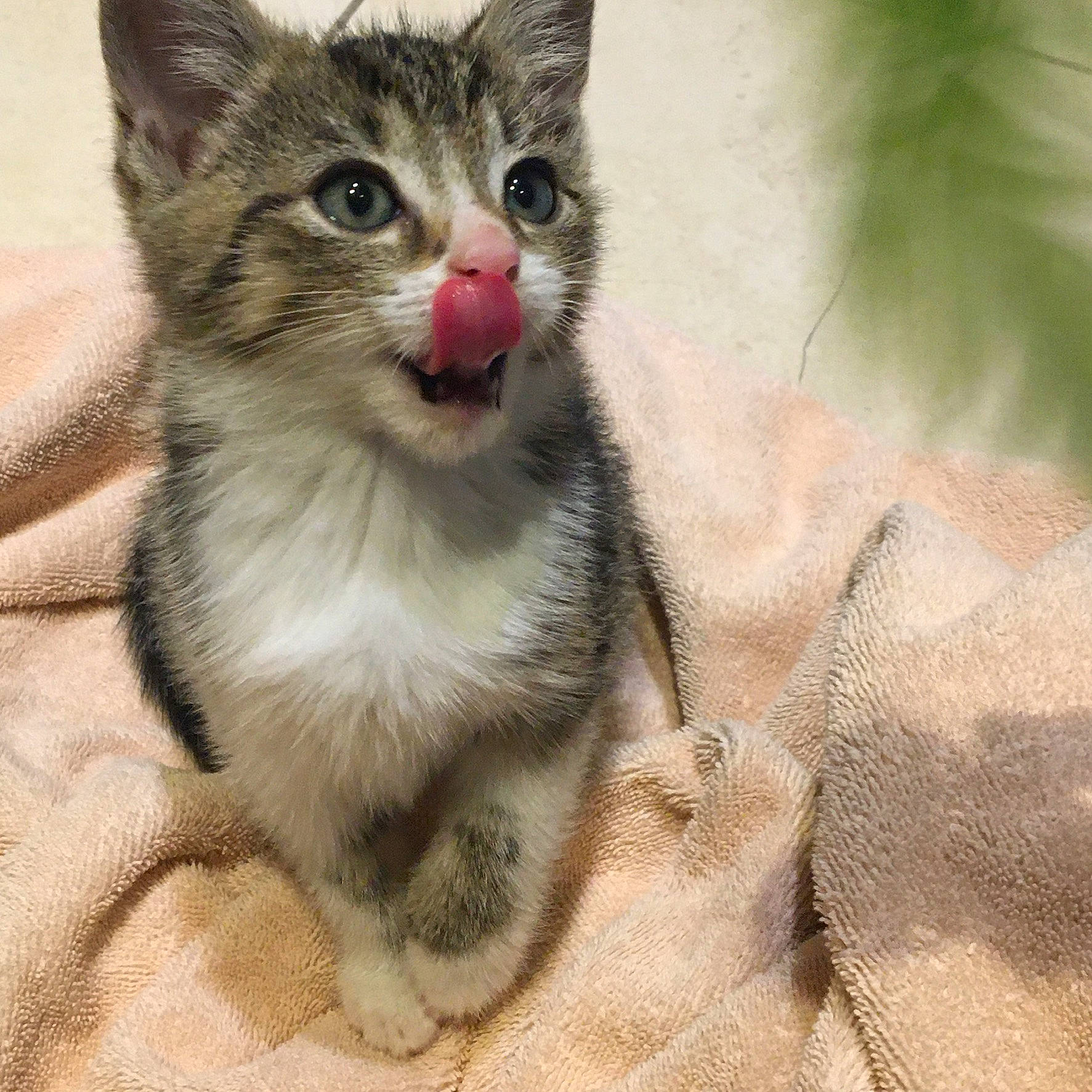 Chase joined the competition — help win amazing prizes! carnivore, cat, claw, domestic_short_haired_cat, door, felidae, fur, paw, small_to_medium_sized_cats, terrestrial_animal, whiskers, window