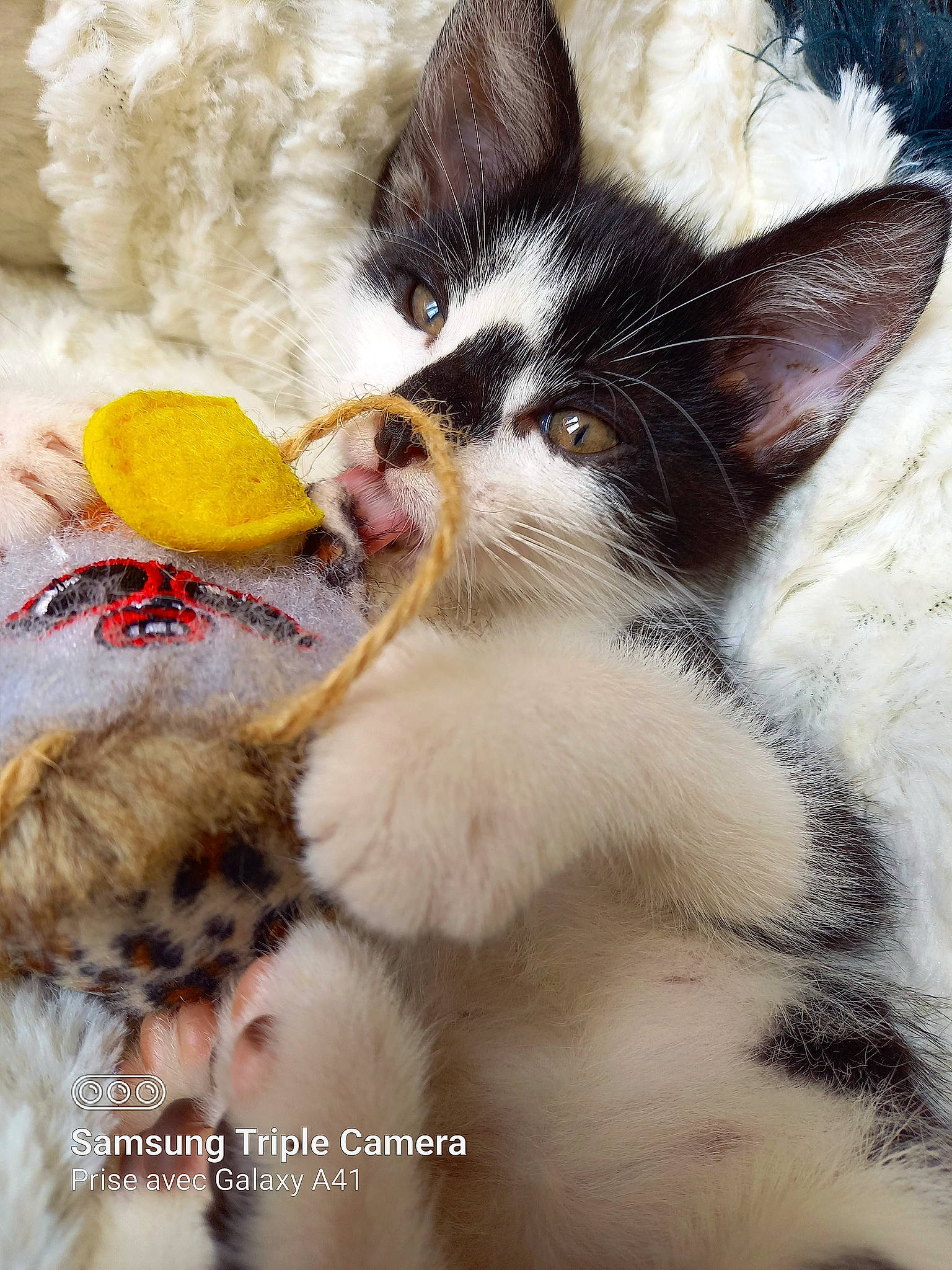 Lisa a rejoint le concours — aidez-le/la à gagner de superbes lots ! carnivore, cat, claw, comfort, domestic_short_haired_cat, felidae, foot, fur, human_leg, love, paw, petal, photo_caption, plant, small_to_medium_sized_cats, snout, tail, terrestrial_animal, toe, whiskers