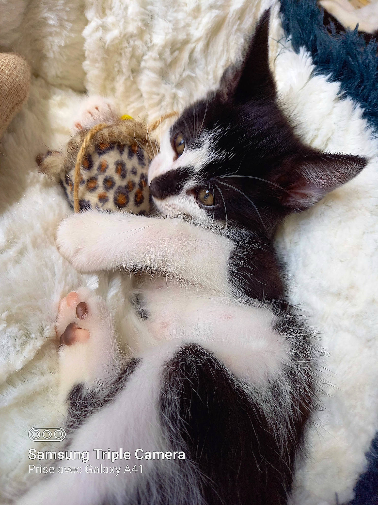 Lisa participe au concours pour gagner de l'argent avec cette photo : carnivore, cat, claw, comfort, domestic_short_haired_cat, felidae, fur, linens, pattern, paw, small_to_medium_sized_cats, tail, terrestrial_animal, whiskers