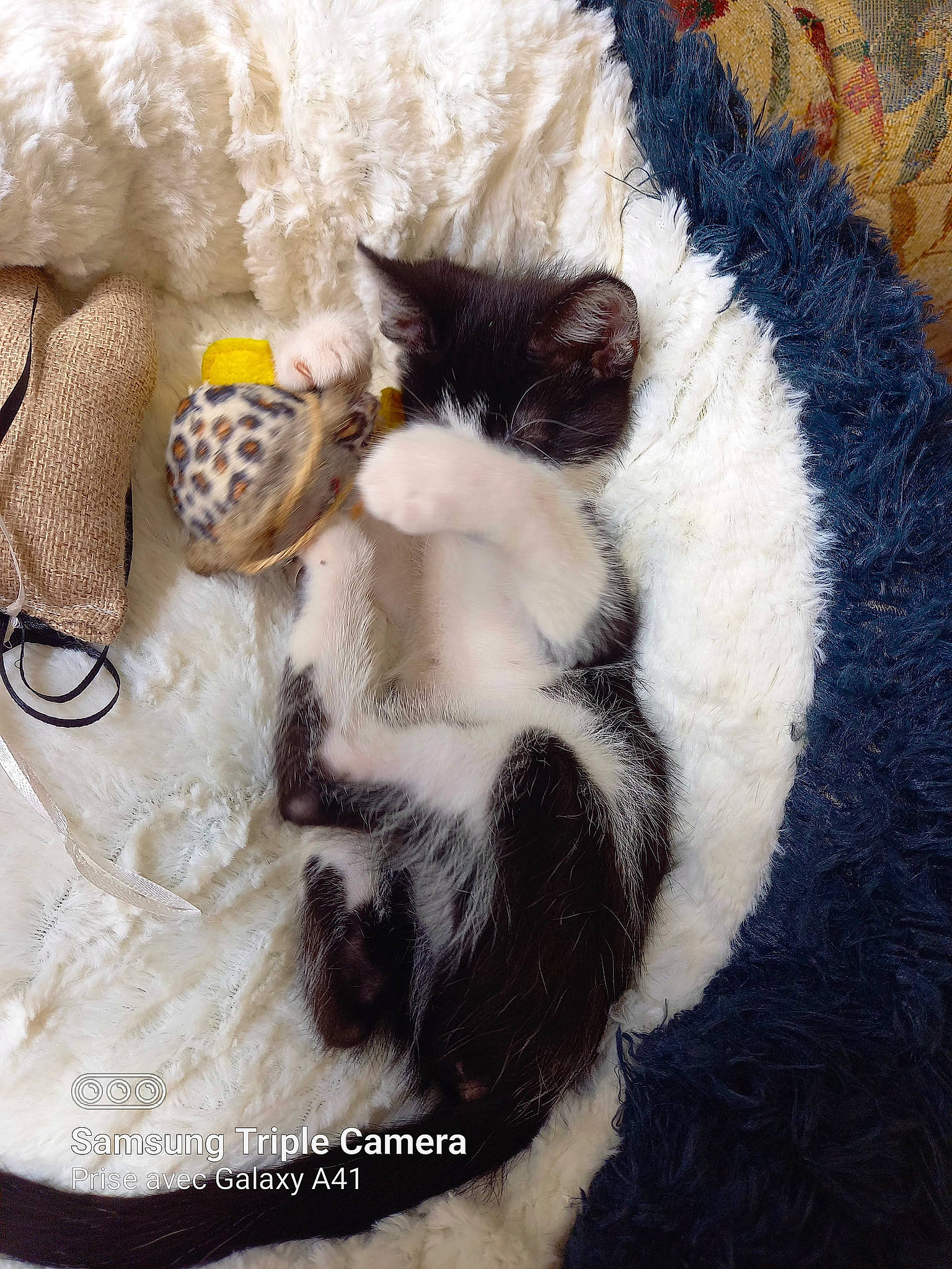 Lisa participe au concours pour gagner de l'argent avec cette photo : art, carnivore, cat, claw, comfort, domestic_short_haired_cat, fawn, felidae, foot, fur, grey, linens, pattern, paw, plant, sand, small_to_medium_sized_cats, snout, tail, whiskers