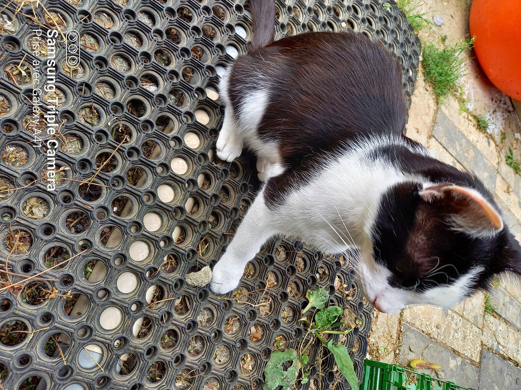 Félix participe au concours pour gagner de l'argent avec cette photo : canidae, carnivore, cat, companion_dog, dog_breed, domestic_short_haired_cat, fawn, felidae, fur, grass, metal, pattern, plant, small_to_medium_sized_cats, snout, sporting_group, tail, terrestrial_animal, tree, whiskers