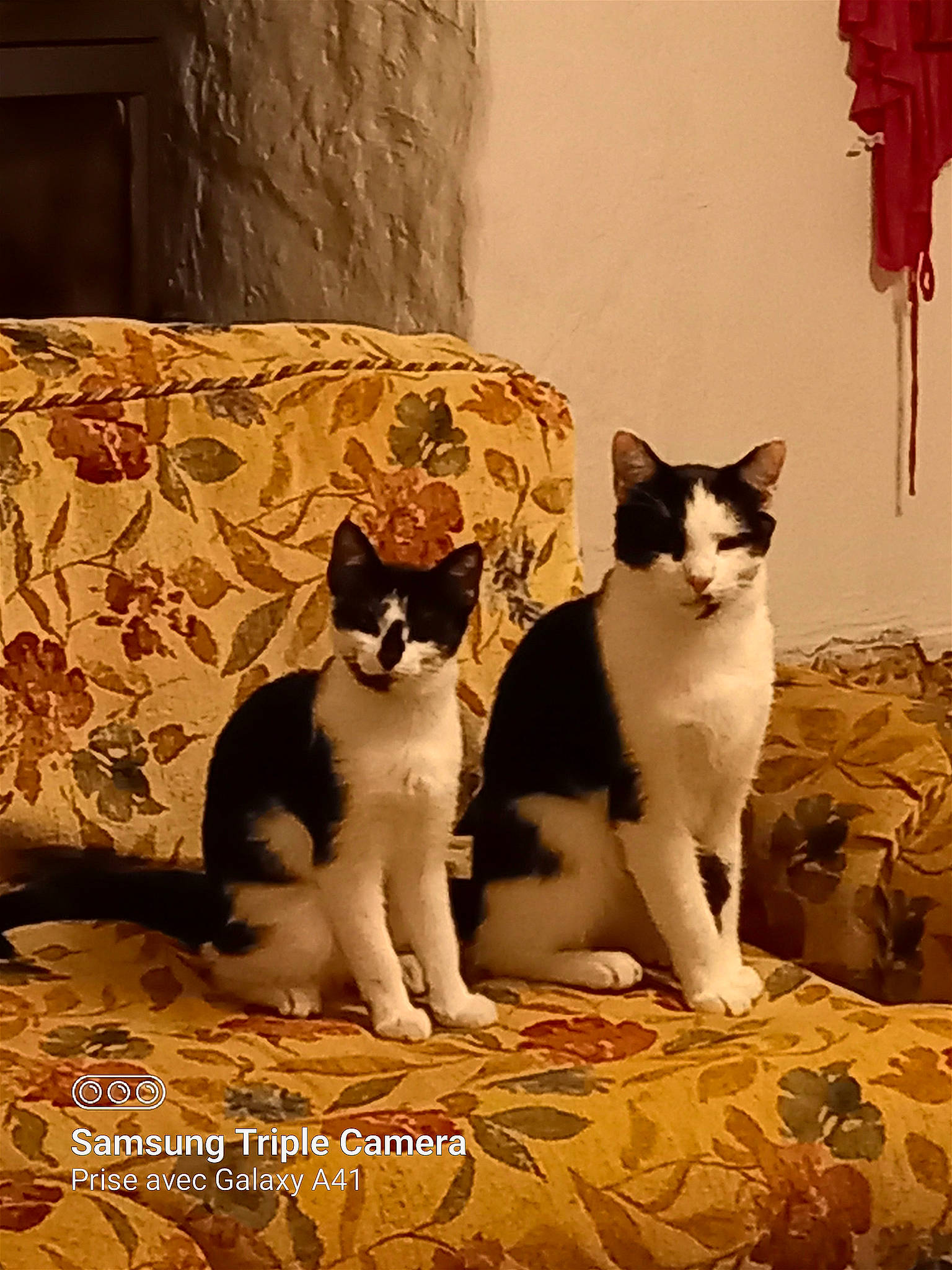 Félix participe au concours pour gagner de l'argent avec cette photo : carnivore, cat, comfort, domestic_short_haired_cat, felidae, foot, formal_wear, fur, linens, paw, shadow, small_to_medium_sized_cats, tail, terrestrial_animal, whiskers