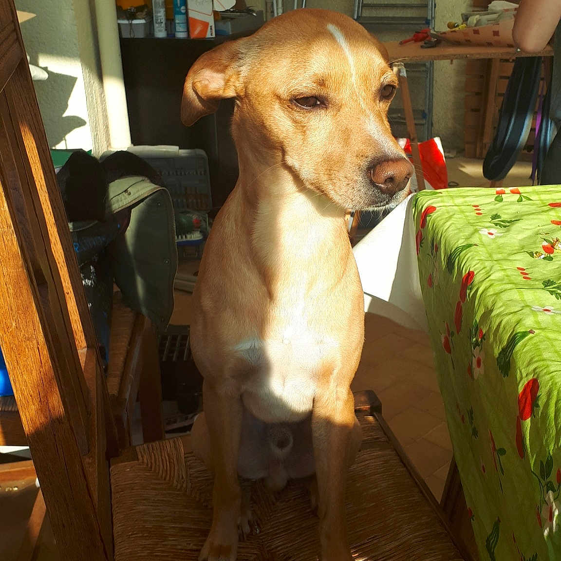 Arko