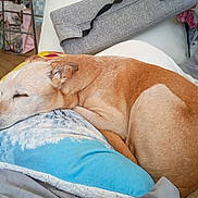 Arcko participe au concours pour gagner de l'argent avec cette photo : dog, sleeping, resting, tan_and_white, short_hair, pet, animal, couch, pillow, blanket, indoor, home, cozy, relaxed, closed_eyes, snout, ear, fur, nap, candid