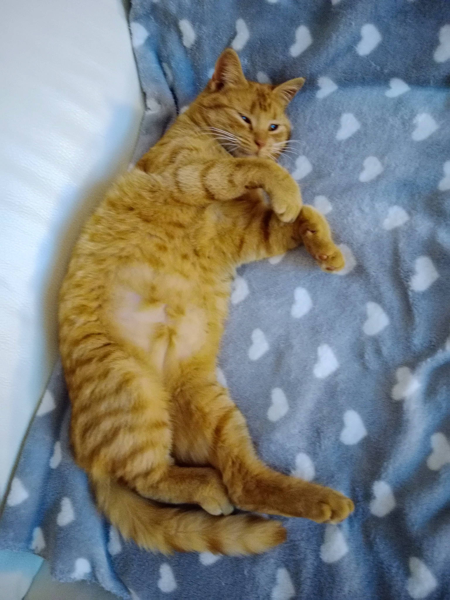 Iris a rejoint le concours — aidez-le/la à gagner de superbes lots ! carnivore, cat, cat_supply, claw, comfort, domestic_short_haired_cat, fawn, felidae, fur, pattern, paw, small_to_medium_sized_cats, snout, tail, terrestrial_animal, textile, whiskers