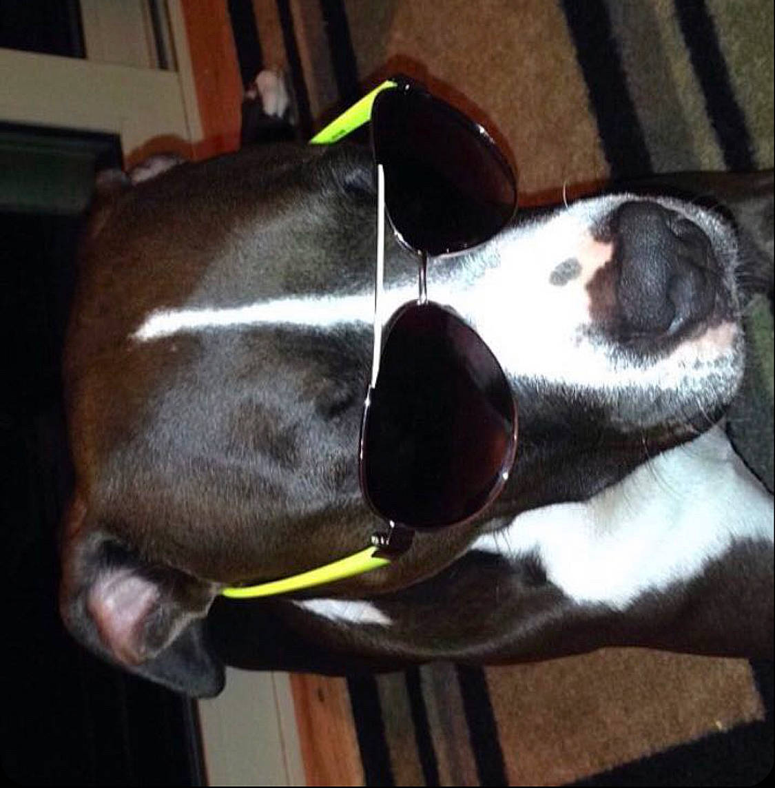 Kimber is registered to the contest to win money with this photo: carnivore, collar, comfort, companion_dog, dog, dog_breed, dog_collar, dog_supply, ear, eyewear, fawn, fur, liver, pet_supply, snout, sporting_group, tail, terrestrial_animal, whiskers, working_animal