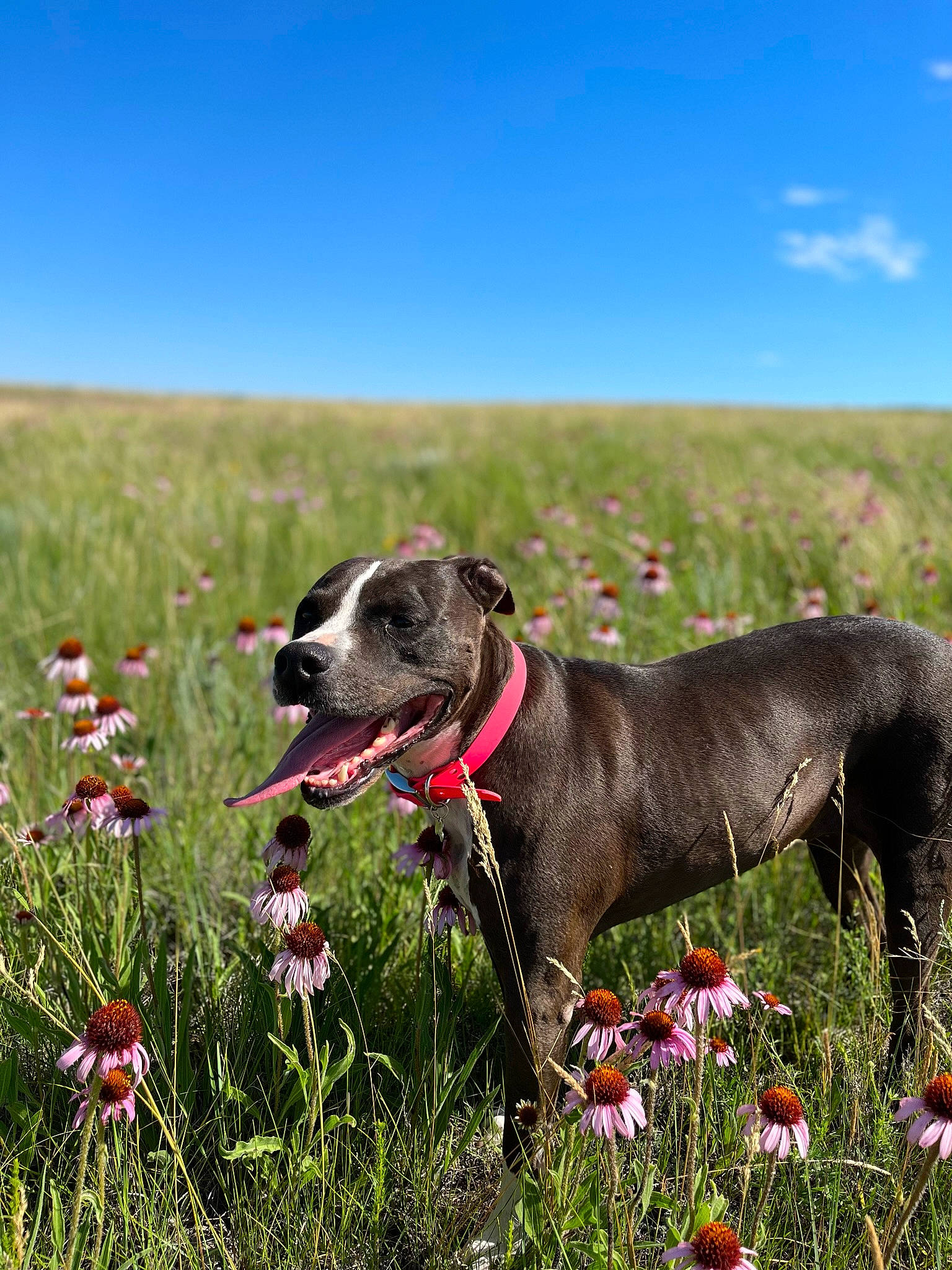 Kimber joined the competition — help win amazing prizes! canidae, carnivore, cloud, collar, dog, dog_breed, dog_collar, fawn, flower, flowering_plant, grass, grassland, leash, meadow, pasture, plant, prairie, sky, sporting_group, working_animal