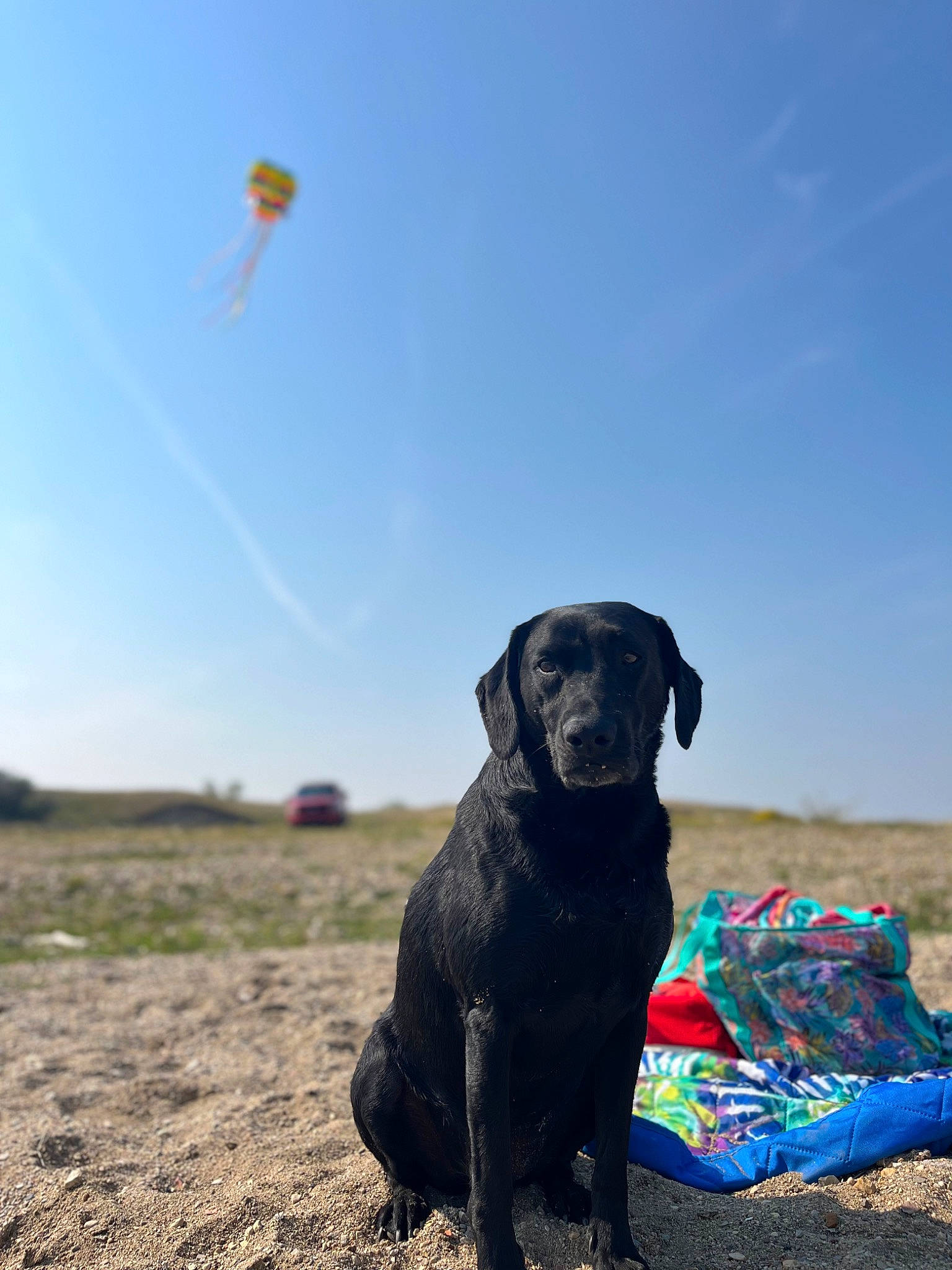 Echo is registered to the contest to win money with this photo: air_sports, carnivore, cloud, collar, companion_dog, dog, dog_breed, dog_collar, grass, grassland, horizon, landscape, parachute, sand, sky, snout, soil, sporting_group, windsports, working_animal
