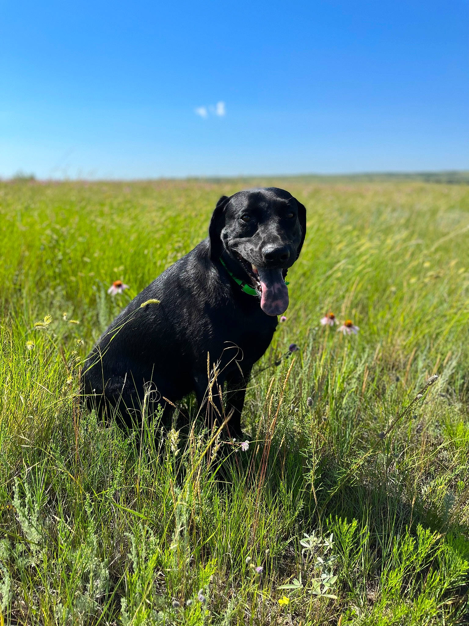 Echo joined the competition — help win amazing prizes! borador, canidae, carnivore, collar, dog, dog_breed, dog_collar, grass, grassland, gun_dog, landscape, natural_landscape, pasture, plant, pointing_breed, prairie, retriever, sky, sporting_group, working_animal