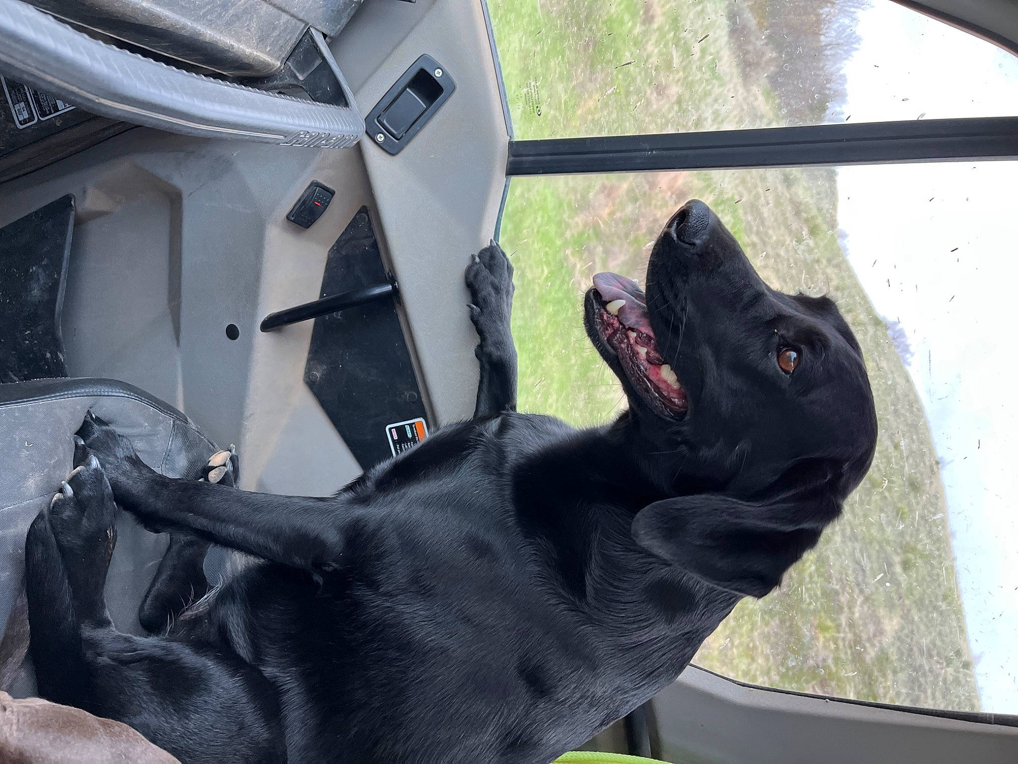 Echo is registered to the contest to win money with this photo: auto_part, automotive_exterior, canidae, carnivore, companion_dog, dog, dog_breed, dog_collar, gesture, guard_dog, hood, motor_vehicle, plant, snout, sporting_group, vehicle, vehicle_door, window, windshield, working_animal