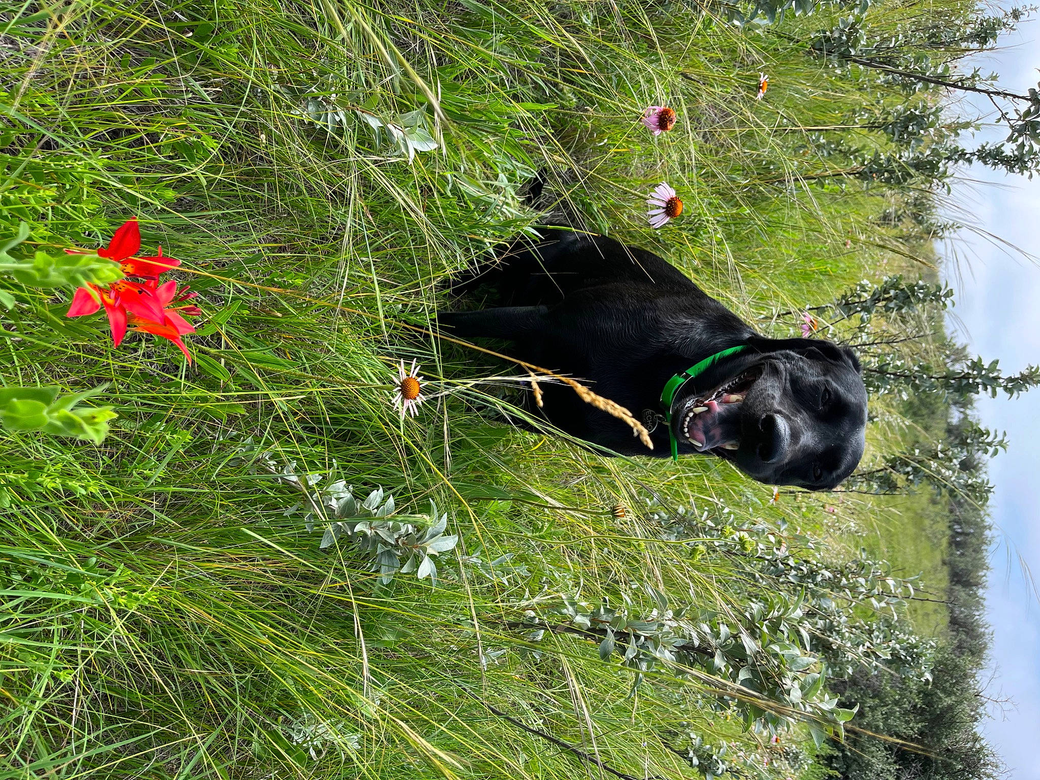 Echo is registered to the contest to win money with this photo: canidae, carnivore, dog, dog_breed, grass, grassland, groundcover, herbaceous_plant, organism, plant, plant_community, prairie, shrub, sky, sporting_group, terrestrial_animal, terrestrial_plant, tree, water, working_animal