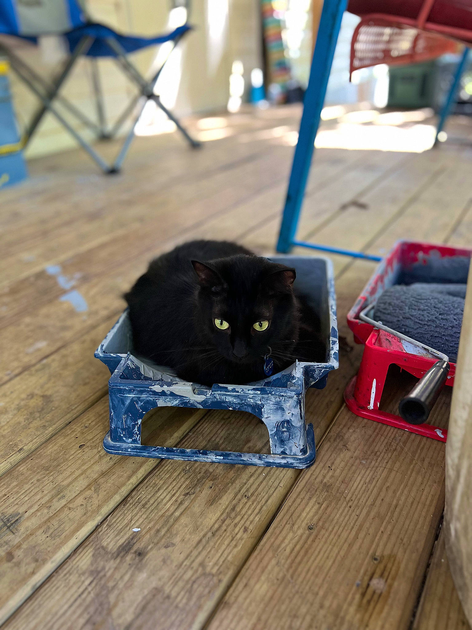 Onyx is registered to the contest to win money with this photo: black_cat, bombay, carnivore, cat, comfort, domestic_short_haired_cat, electric_blue, felidae, floor, flooring, fur, hardwood, laminate_flooring, mammal, small_to_medium_sized_cats, tail, whiskers, wood, wood_flooring, wood_stain