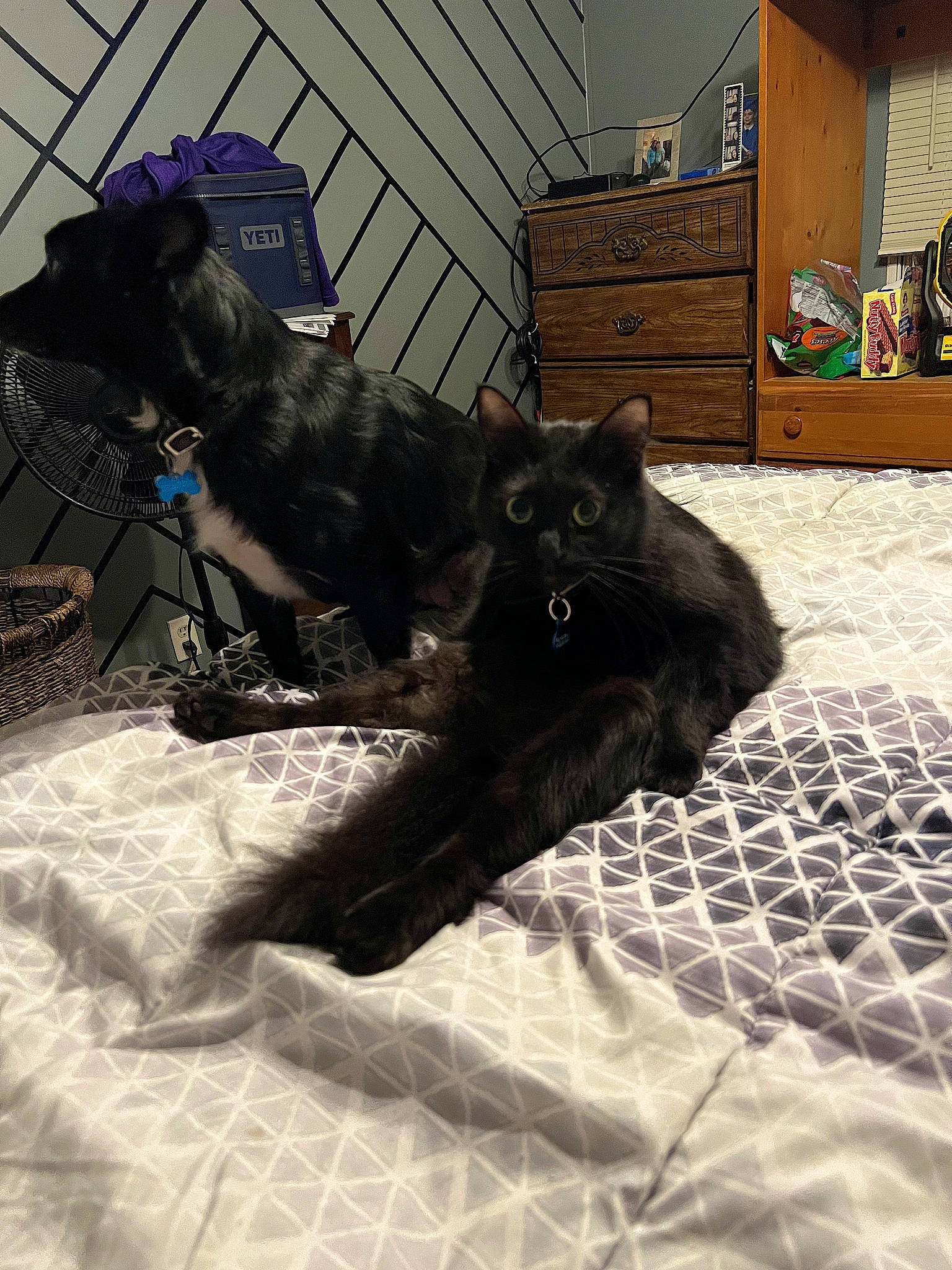 Onyx is registered to the contest to win money with this photo: black_cat, bombay, cabinetry, carnivore, cat, comfort, companion_dog, dog, dog_breed, domestic_short_haired_cat, drawer, felidae, flooring, grey, hardwood, small_to_medium_sized_cats, tail, whiskers, wood, working_animal