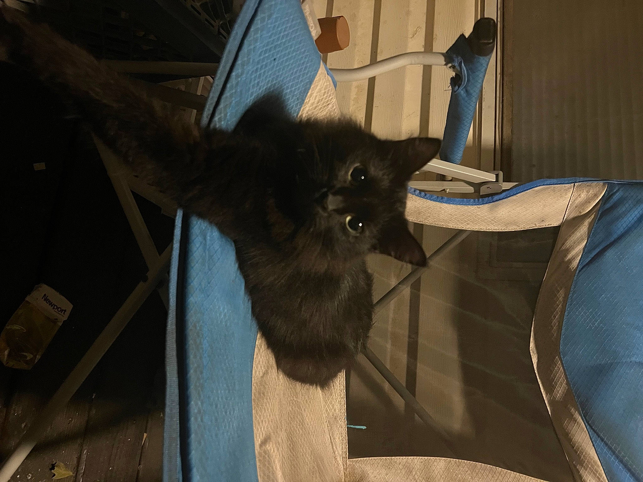 Onyx joined the competition — help win amazing prizes! bat, black_cat, bombay, canidae, carnivore, cat, claw, comfort, dog_breed, domestic_short_haired_cat, fawn, felidae, fur, grey, hardwood, small_to_medium_sized_cats, tail, terrestrial_animal, whiskers, wood