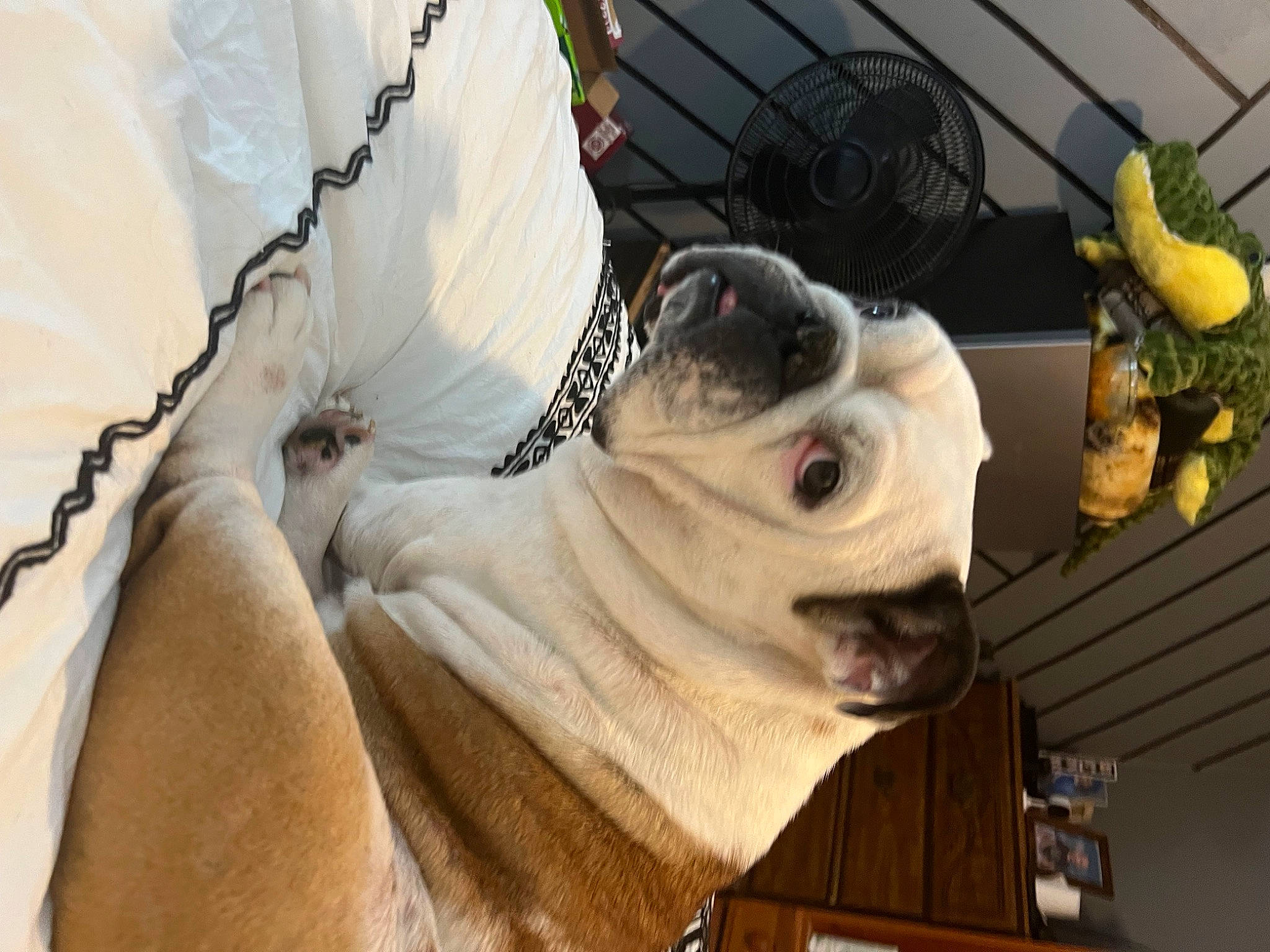 Millie May is registered to the contest to win money with this photo: carnivore, collar, companion_dog, dog, dog_breed, dog_collar, eyewear, fawn, leash, mammal, personal_protective_equipment, pug, recreation, toy, toy_dog, vertebrate, whiskers, wood, working_animal, wrinkle