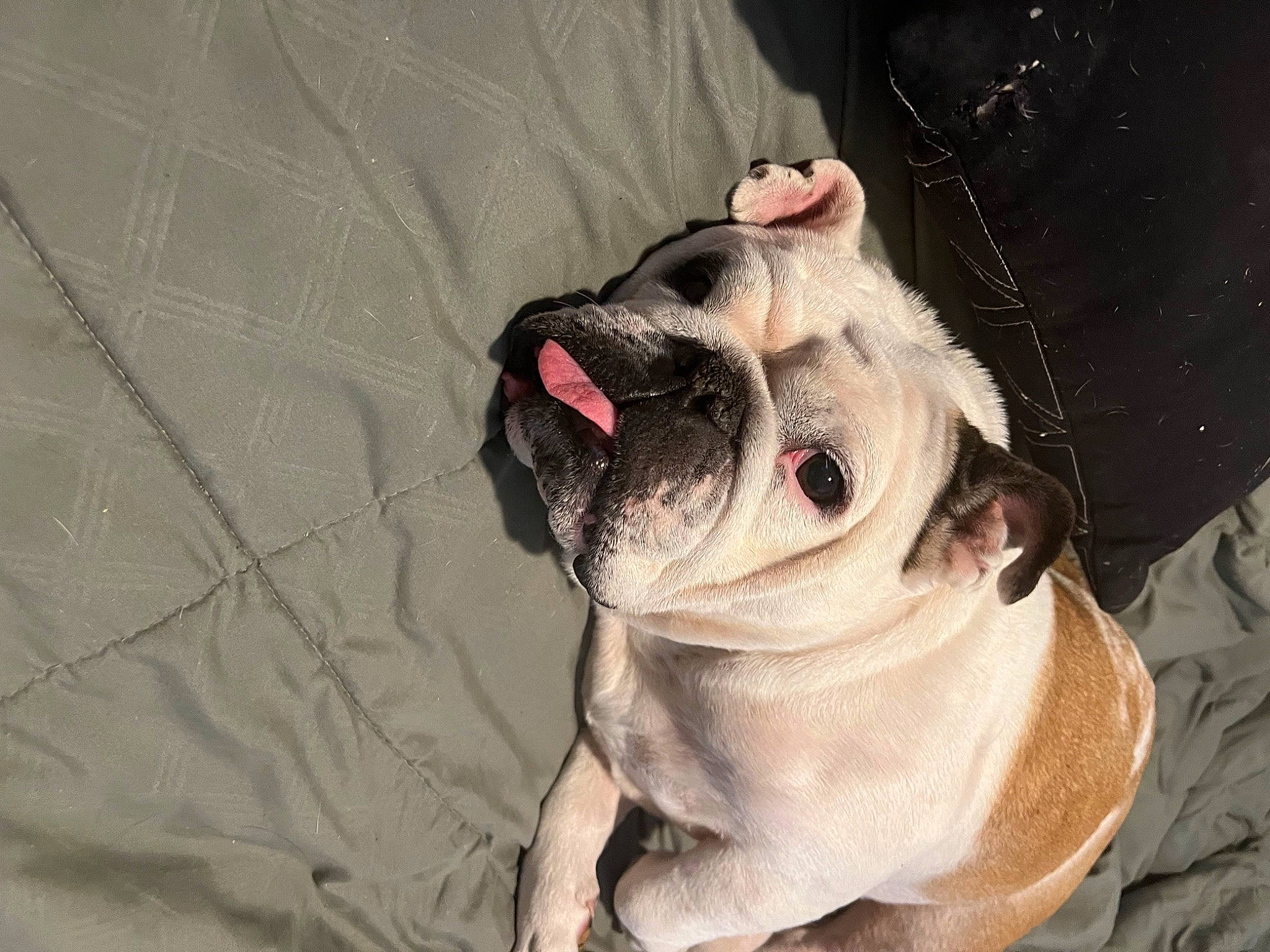 Millie May joined the competition — help win amazing prizes! bulldog, canidae, carnivore, collar, comfort, companion_dog, dog, dog_breed, dog_collar, dog_supply, fawn, pet_supply, pug, snout, sporting_group, terrestrial_animal, toy_dog, whiskers, working_animal, wrinkle