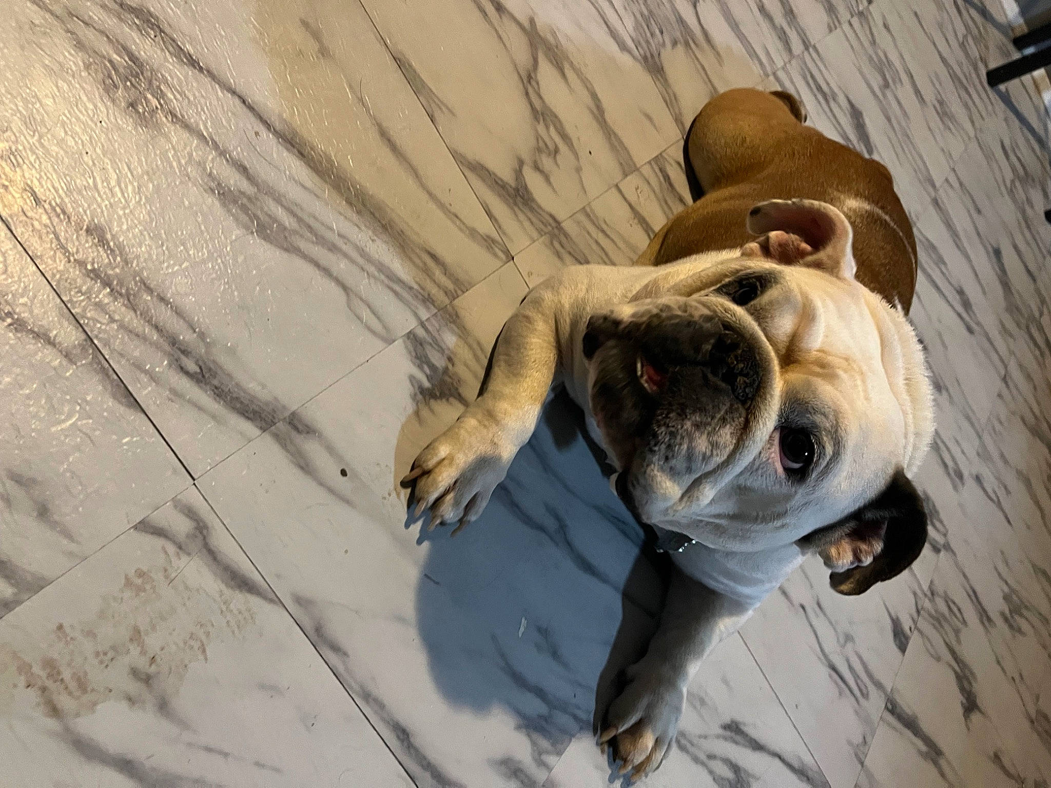 Millie May is registered to the contest to win money with this photo: canidae, carnivore, collar, comfort, companion_dog, dog, dog_breed, dog_collar, dog_supply, flooring, guard_dog, molosser, puppy, snout, sporting_group, whiskers, wood, working_animal, working_dog, wrinkle