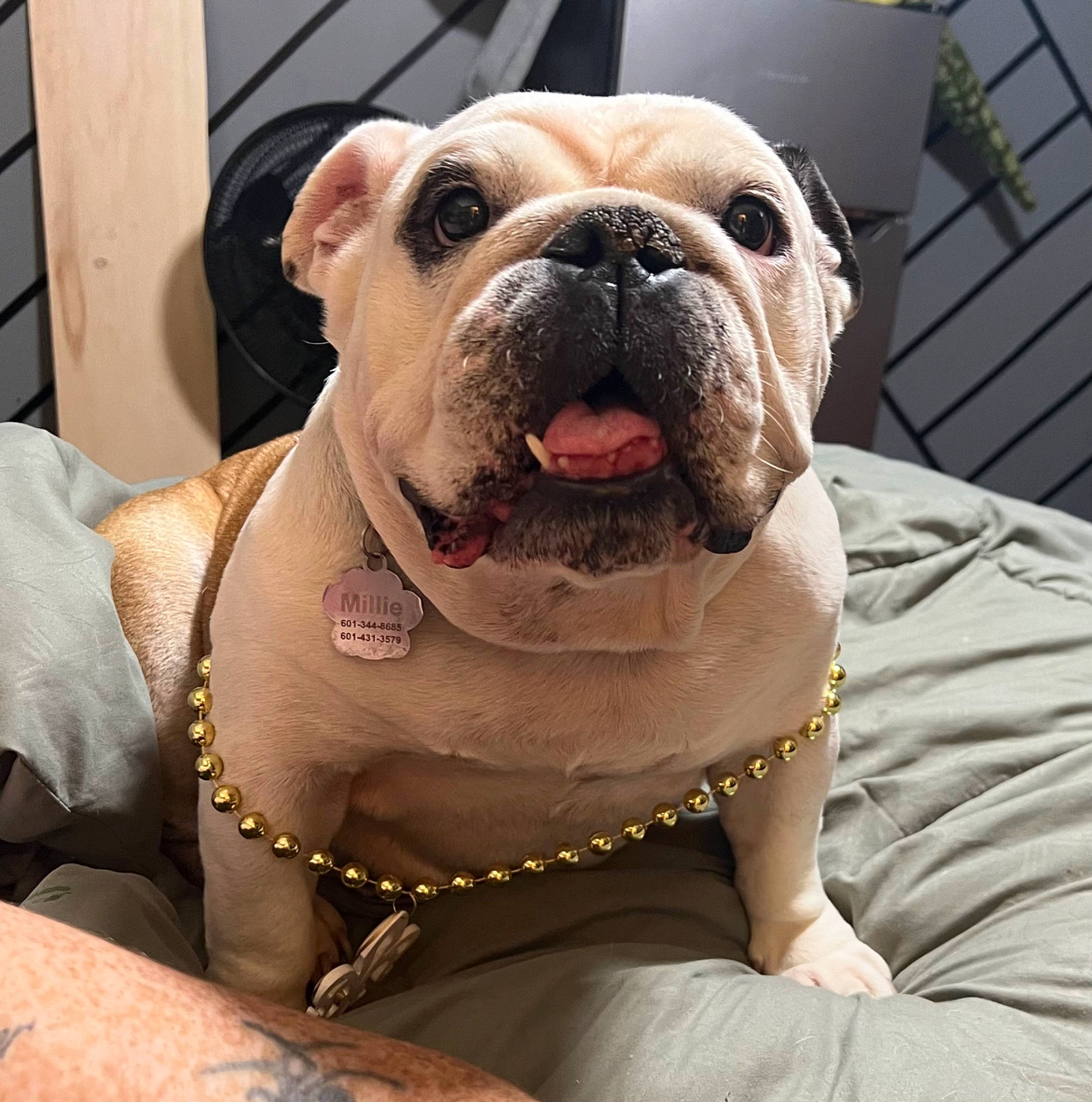 Millie May joined the competition — help win amazing prizes! bulldog, canidae, carnivore, collar, comfort, companion_dog, dog, dog_breed, dog_collar, fawn, flooring, molosser, paw, snout, sporting_group, toy_dog, whiskers, white_english_bulldog, working_animal, wrinkle