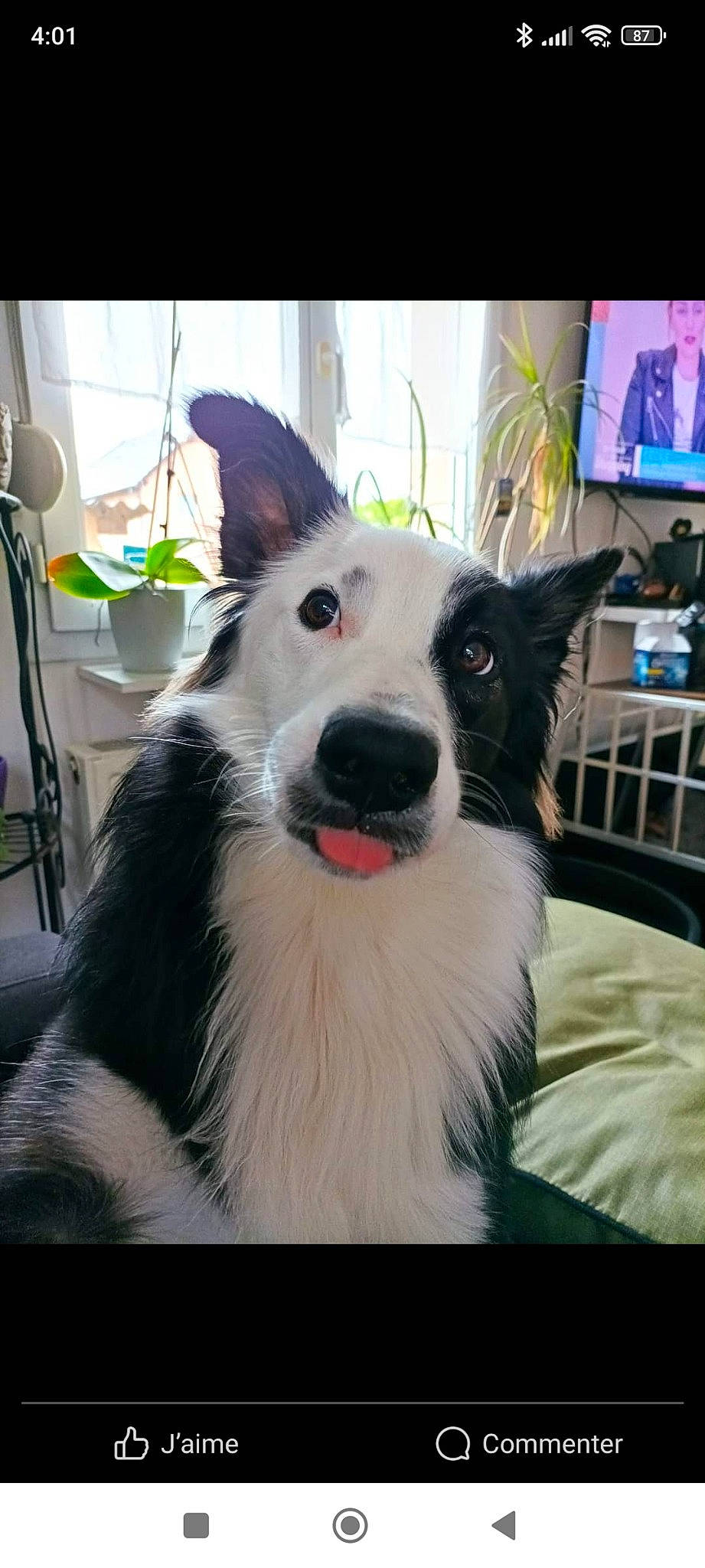 Scooby participe au concours pour gagner de l'argent avec cette photo : border_collie, canidae, carnivore, collar, companion_dog, dog, dog_breed, dog_collar, fur, happy, herding_dog, houseplant, picture_frame, plant, rough_collie, snout, sporting_group, television, whiskers, working_animal