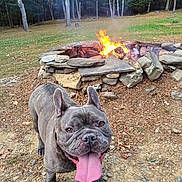 Ziggy Duncan Higgins joined the competition — help win amazing prizes! animal, autumn, canine, daytime, dog, fire, fire_pit, french_bulldog, grass, happy, leaves, nature, outdoor, pet, smiling, stone, summer, tongue_out, trees, woodland