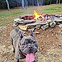 animal, autumn, canine, daytime, dog, fire, fire_pit, french_bulldog, grass, happy, leaves, nature, outdoor, pet, smiling, stone, summer, tongue_out, trees, woodland
