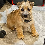Wyatt is registered to the contest to win money with this photo: dog, puppy, brown_fur, scruffy, pet, floor, tile, indoor, animal, canine, sitting, looking, ears, collar, whiskers, cute, small, fur, eyes, attention
