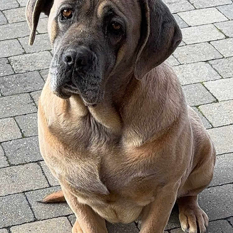 Pépite participe au concours pour gagner de l'argent avec cette photo : animal, boxer, bulldog, canine, dog, flagstone, frenchbulldog, greatdane, hound, labradorretriever, path, pet, pitbull, pug, puppy, road, snout, walkway